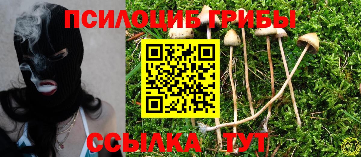 Псилоцибиновые грибы мицелий Тосно